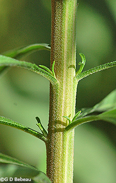 Stem hair