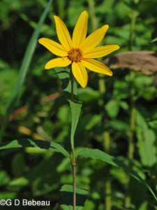 Paleleaf Sunflower