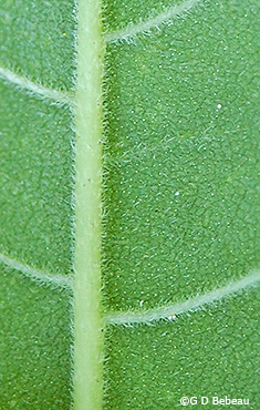leaf underside detail