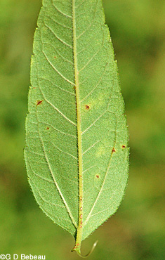 Paleleaf Sunflower leaf underside