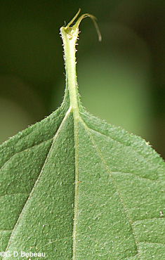 Pale-leaved sunflower lower leaf