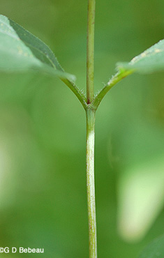 Pale-leaved Sunflower stem