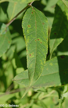 Pale-leaved Sunflower Upper leaf