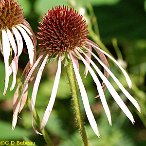 Pale Purple Coneflower Flower