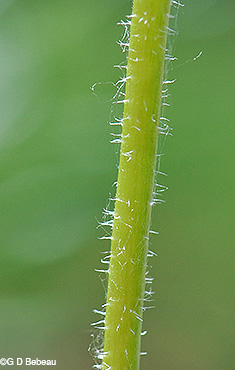 flower stem