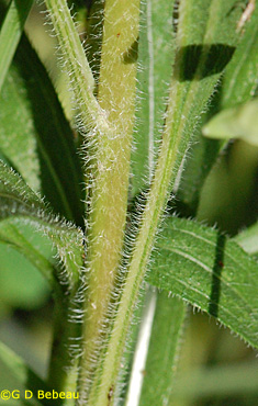 Pale Purple Coneflower Stem