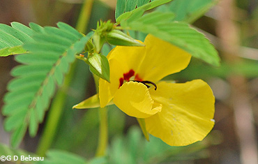 Partridge Pea