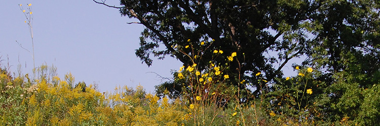 Prairie Dock in upland