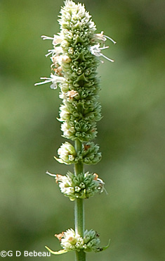 Purple Giant Hyssop flower
