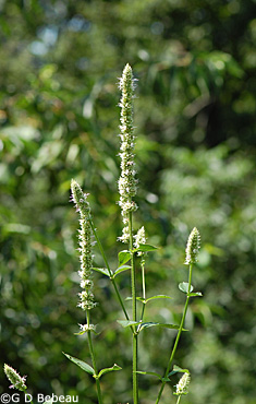 Purple giant Hyssop plant