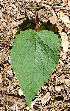 leaf