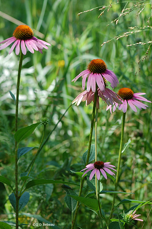 Purple Coneflower group
