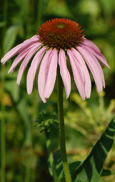 Purple Coneflower