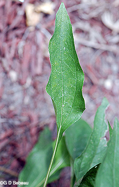lower leaf