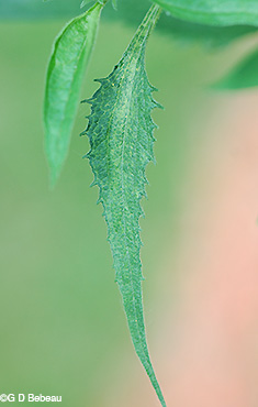 upper leaf