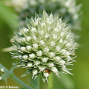 flower umbel