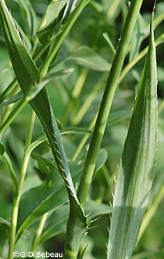Rattlesnake Master leaf