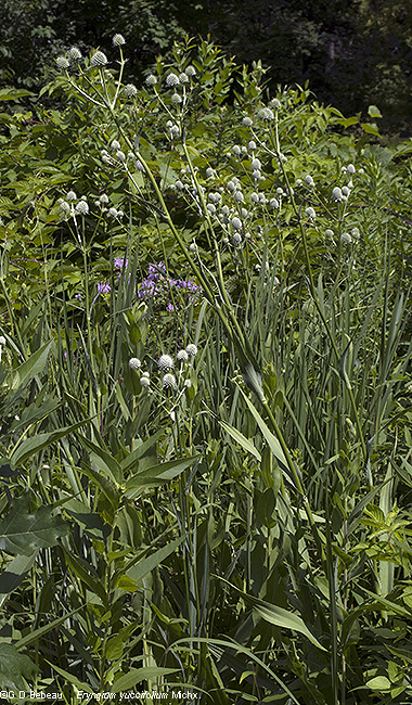 full plant