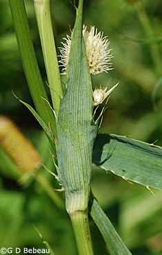 Rattlesnake Master leaf sheath