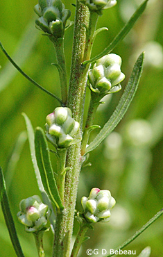 Rough Blazing Star stem with buds