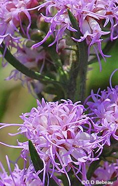 Flower detail