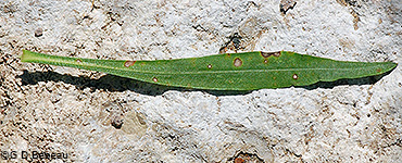 Lower leaf