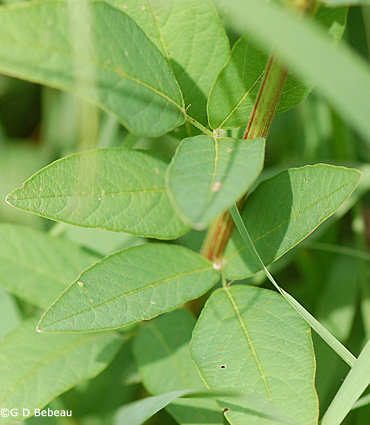 Showy Tick Trefoil leaf