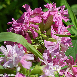 Soapwort Pink flowers