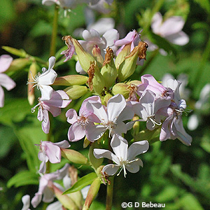Soapwort White flowers
