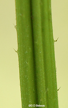 stinging stem hair