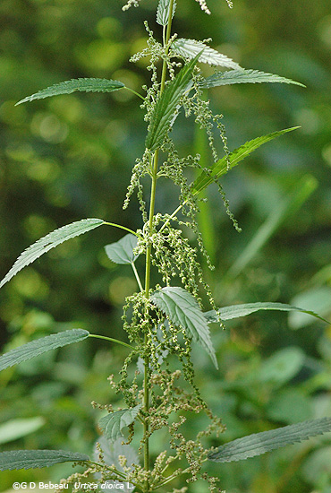 Stinging Nettle
