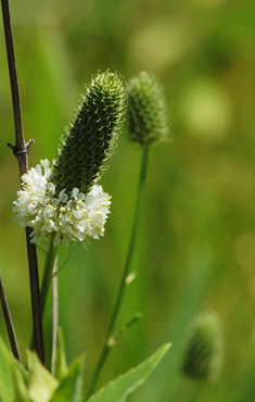 White Prairie Clover