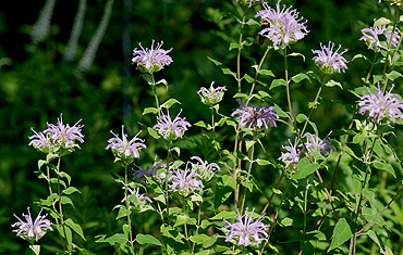 Wild Bergamot