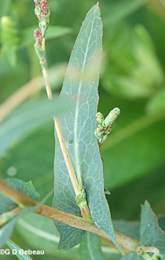Wild Lettuce upper leaf