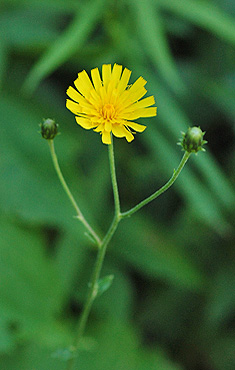 Yellow Hawkweed