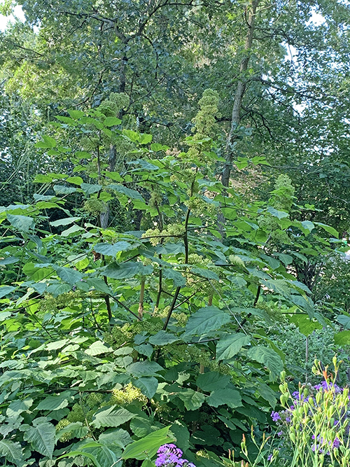 American Spikenard plant