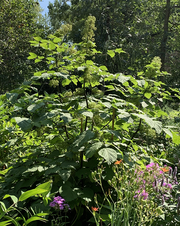 Spikenard large plant image