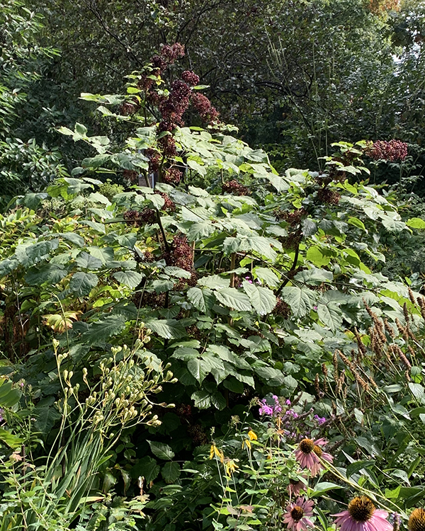 Spikenard large plant in fruit