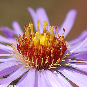 disc flowers