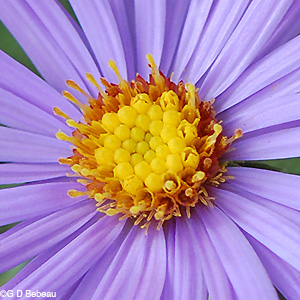 aromatic aster disk flowers