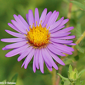 aromatic aster flower