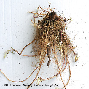 aromatic aster root system