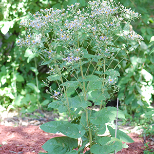 Big leaf aster