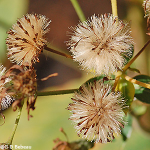 seed head