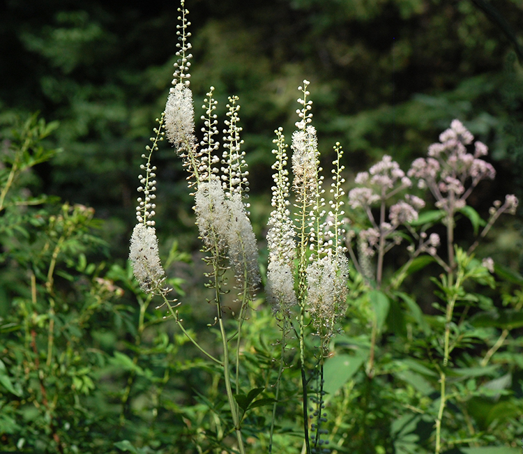 plant group
