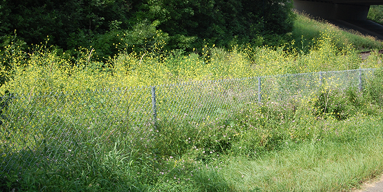 Black Mustard group