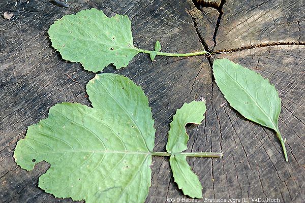 leaf comparison