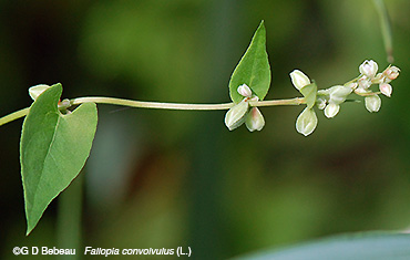 inflorescence