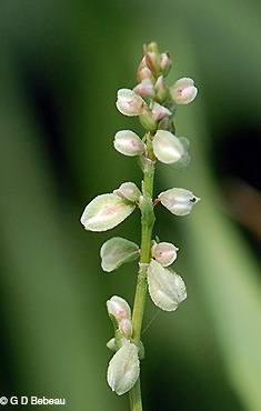 Inflorescence