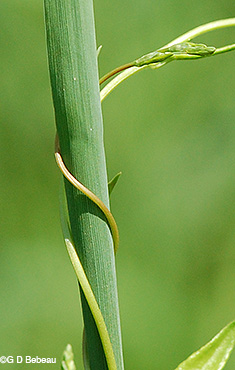 stem